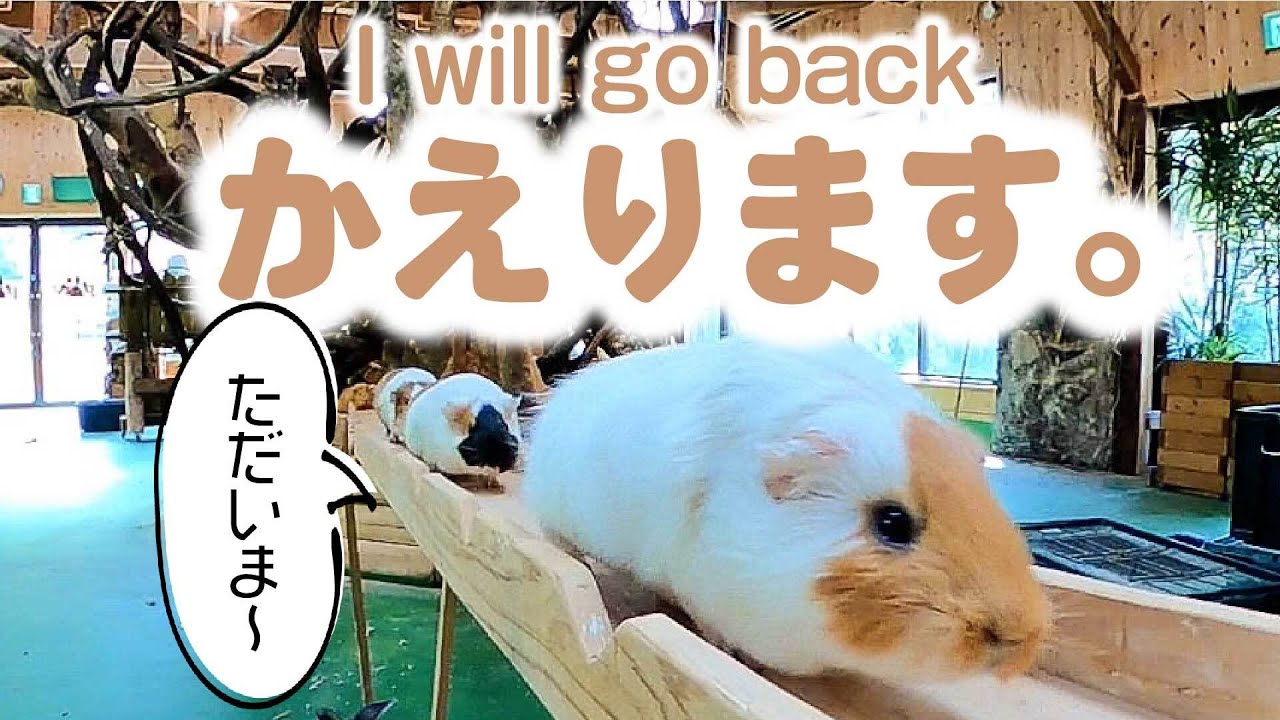 モルモットの帰宅と出社 Guinea pig bridge