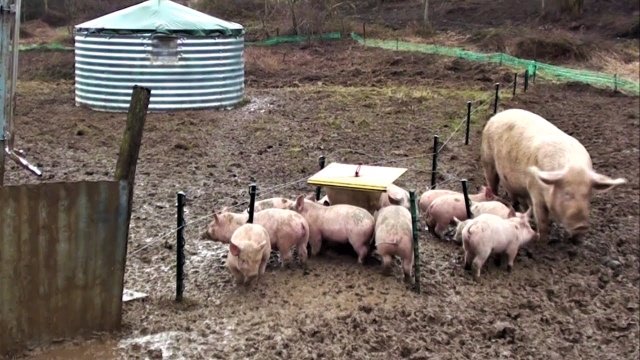De la VILLE à la FERME : Ils se lancent dans l'élevage de porcs en plein air