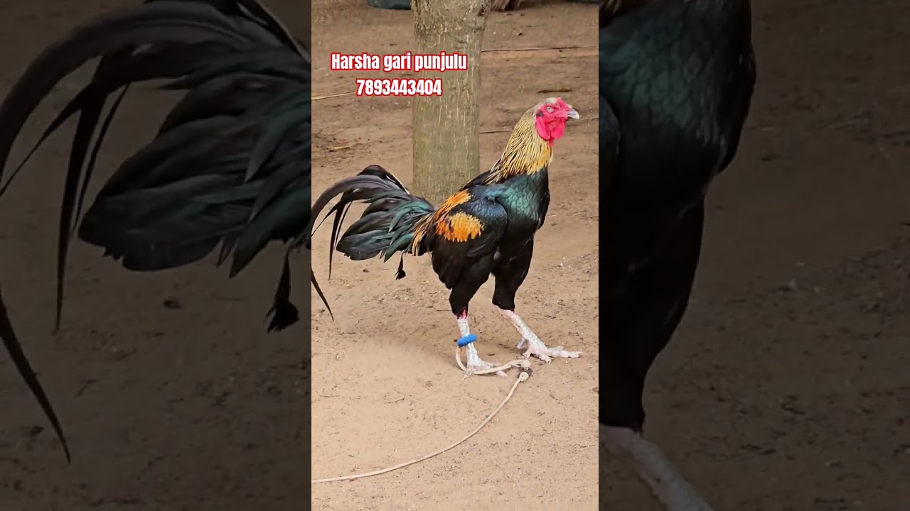 Harsha gari punjulu top quality breed available #pandem #rooster #topquality
