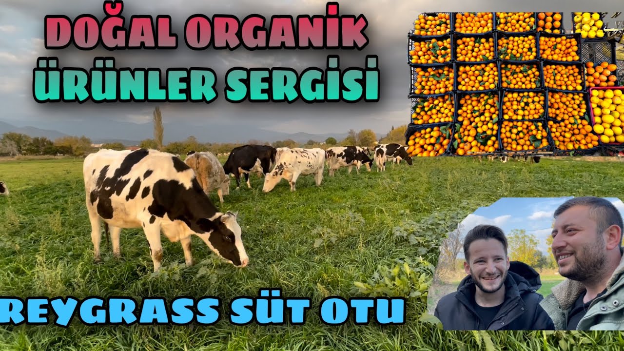 4 DÖNÜM REYGRASS OTUNDA 30 İNEK BAKIYOR | DOĞAL ÜRÜNLER SERGİSİNE ZİYATET