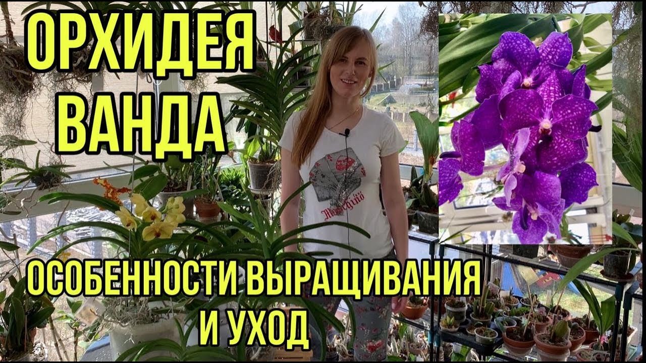 Орхидея Ванда Vanda в стеклянной вазе. Уход в домашних условиях