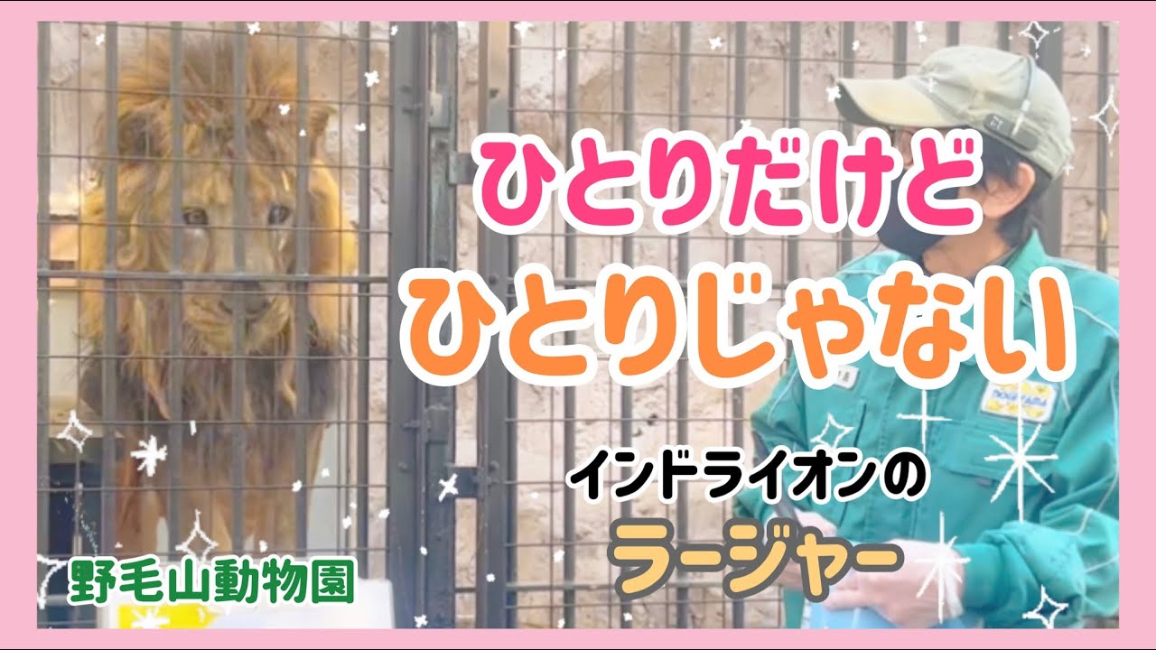 1頭でいるとかわいそう？メスは？インドライオンを伝える飼育員さんと飼育員さんが大大大好きなラージャー君❤️ #ライオン #インドライオン #野毛山動物園 #絶滅危惧種