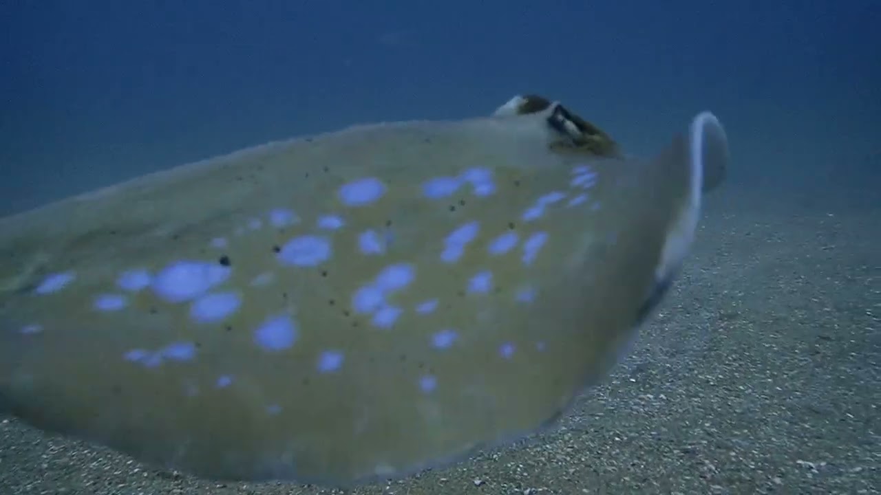 Blue spot Sting Ray