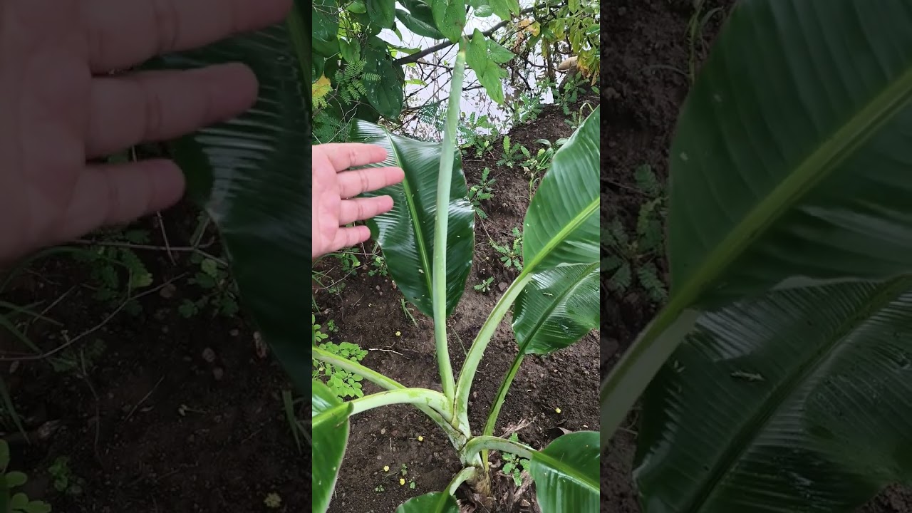 Mango Grafting on 2nd plant,Guva plant ☘️ ☘️ ☘️ 🌵very fast growing@Agriculturalresearch 