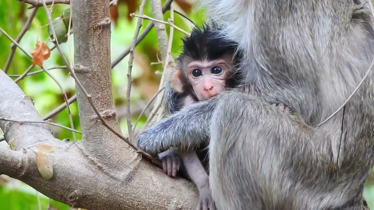 A cute little monkey is sitting and hugging his mom / Cute Macaque