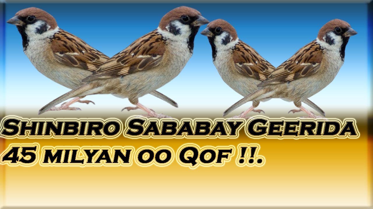 Shinbiro Sababay | dhimashada 45 milyan | oo qof.