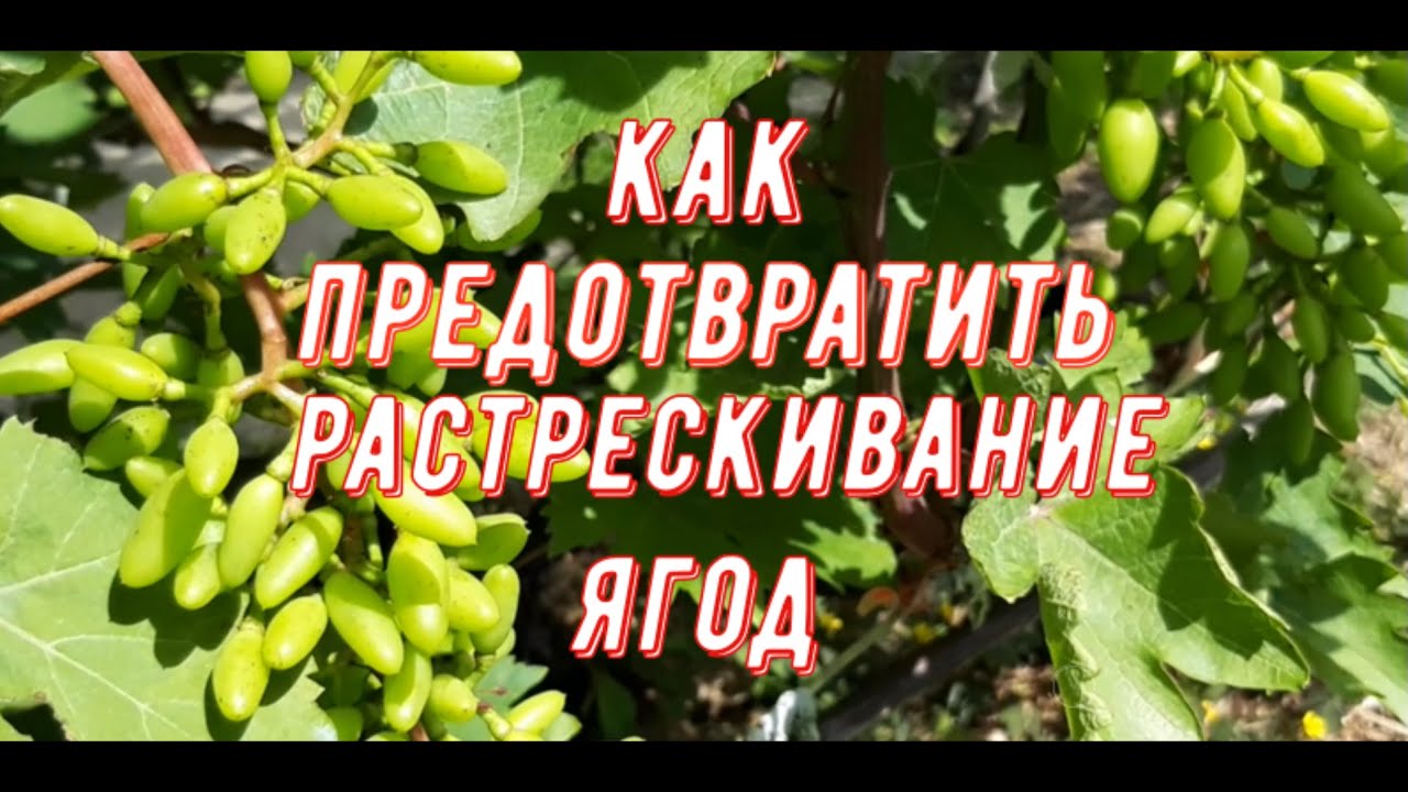 Как предотвратить растрескивание ягод. Виноградник Вадима Точилина