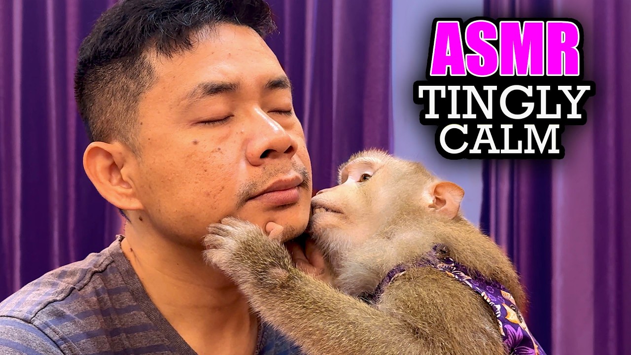 Judy Monkey ASMR | DETAILED Face Grooming No Talking (100% Tingly Calm)