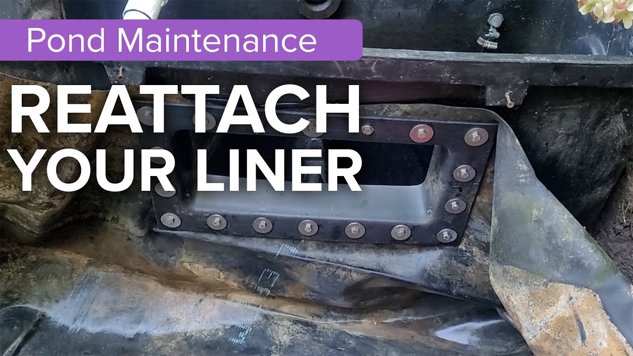 How to Reattach Pond Liner to Skimmer Box (Pond Maintenance 2022)