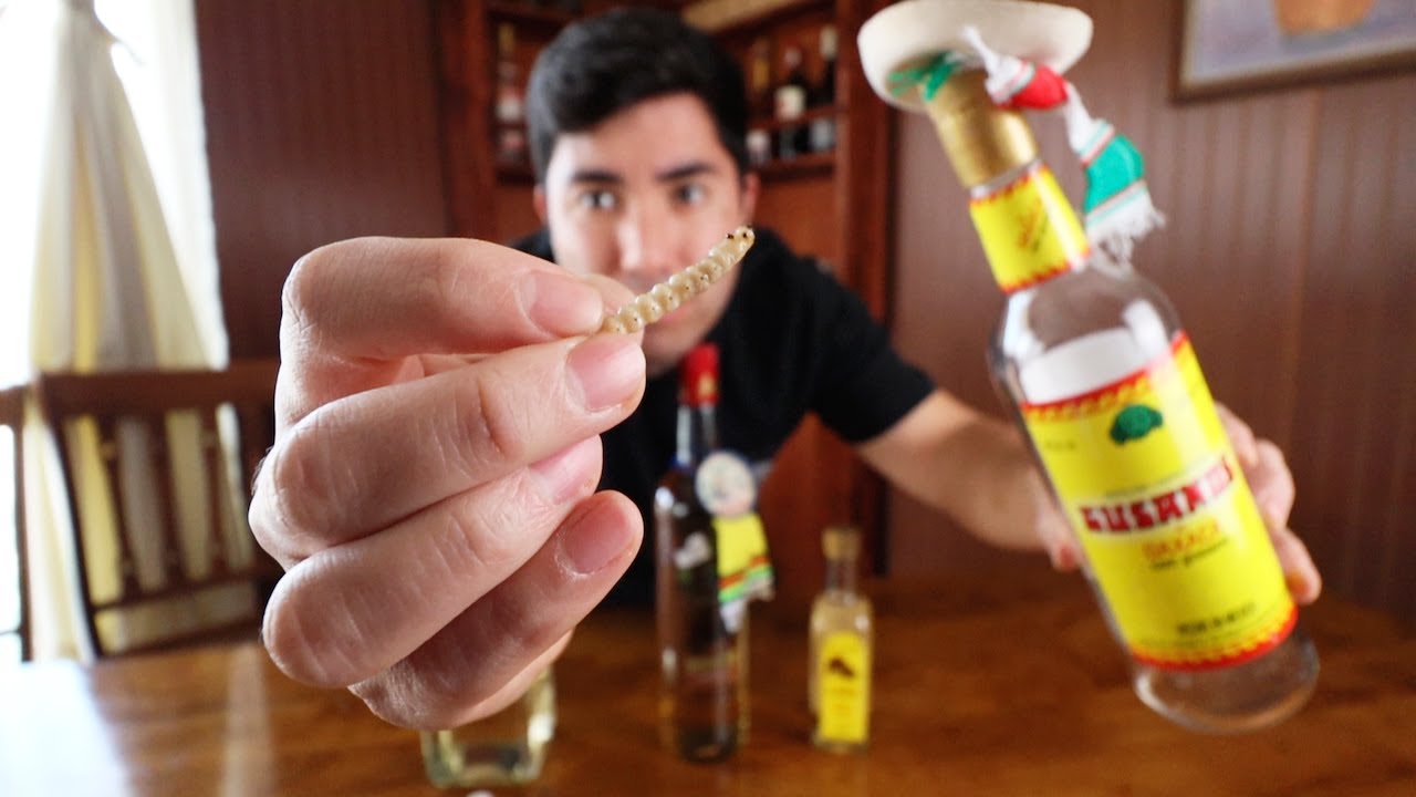 ¿Te puedes EMBORRACHAR comiendo el gusano del tequila?