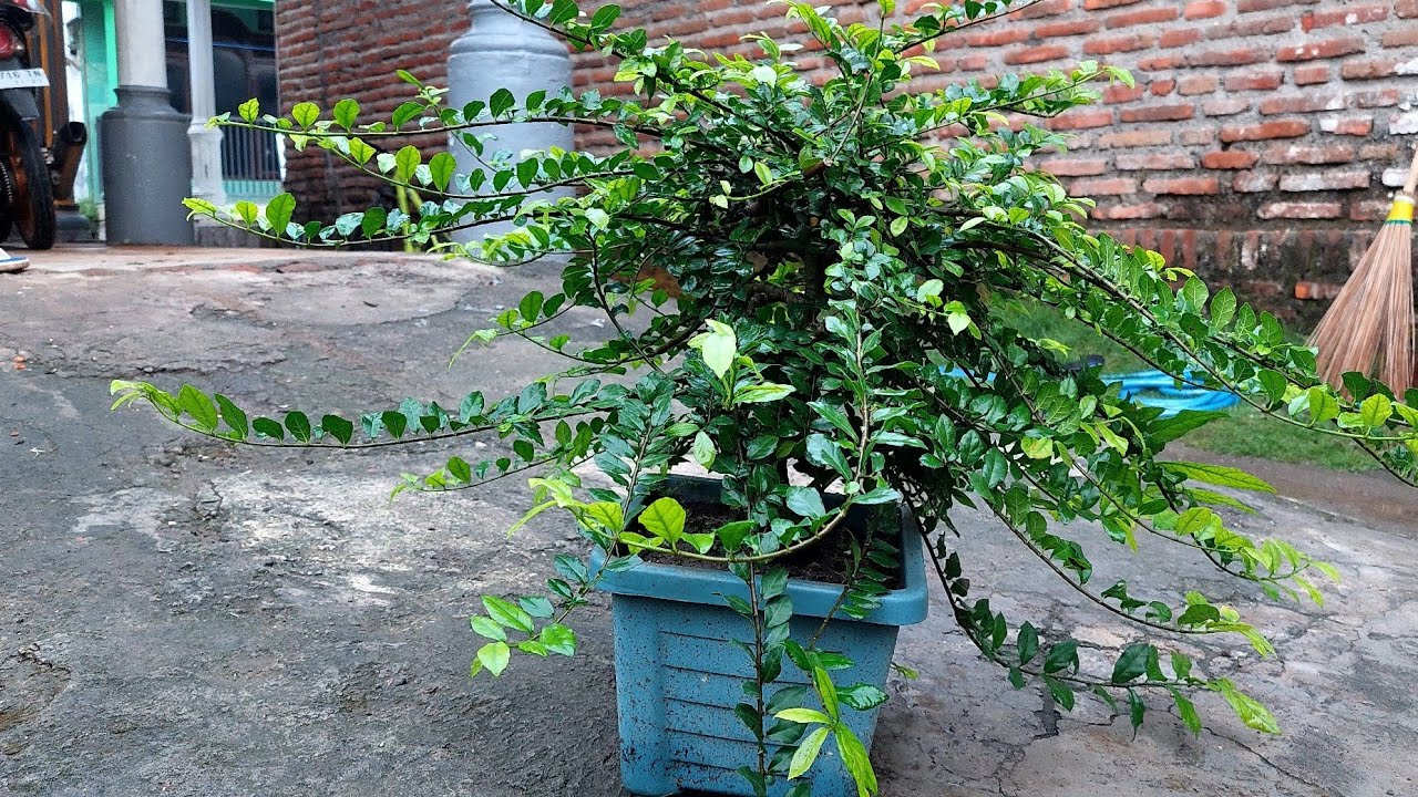 MERAPIKAN CABANG | BONSAI SERUT | ⁉️