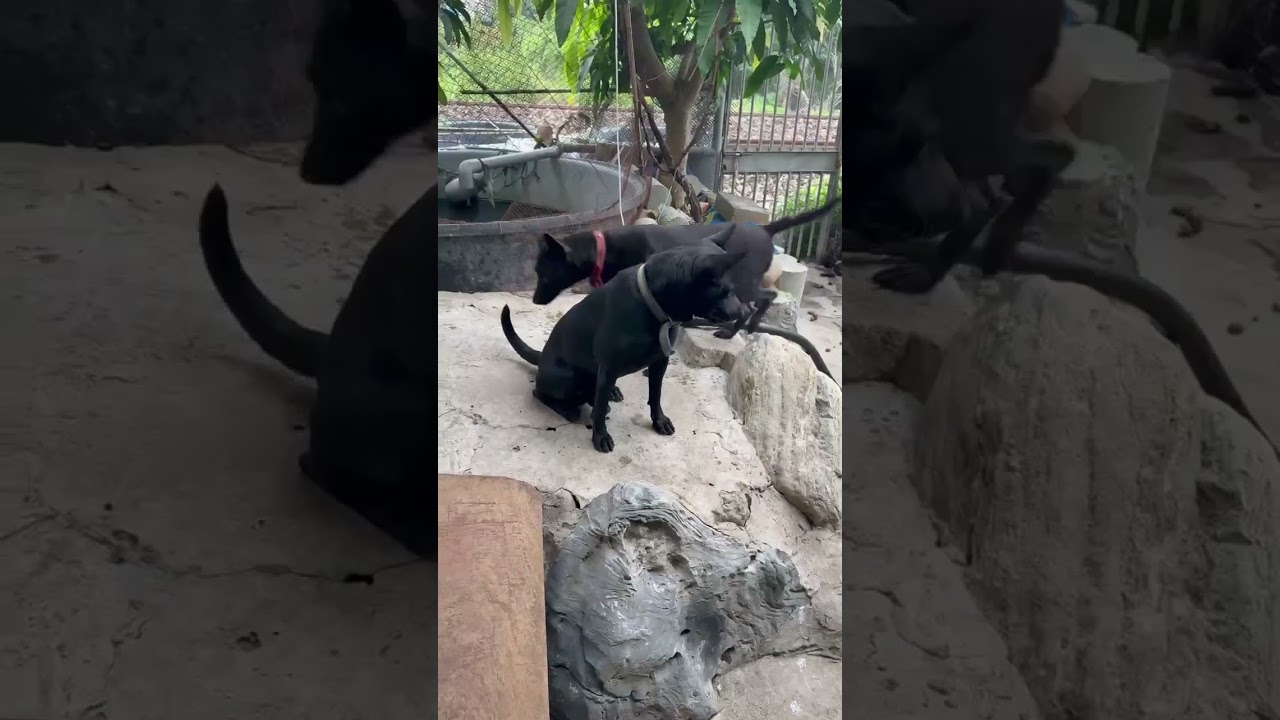 成犬欣賞，全部都是冠軍血系！
