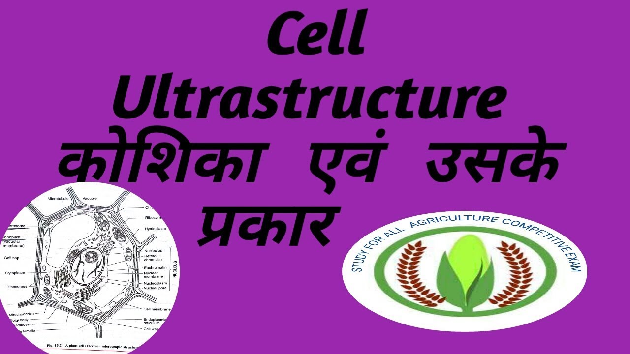 Ultrastructure of cell