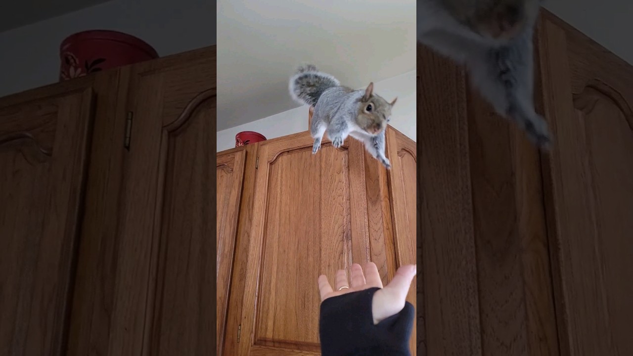 Flying Squirrel 😍😍😍
