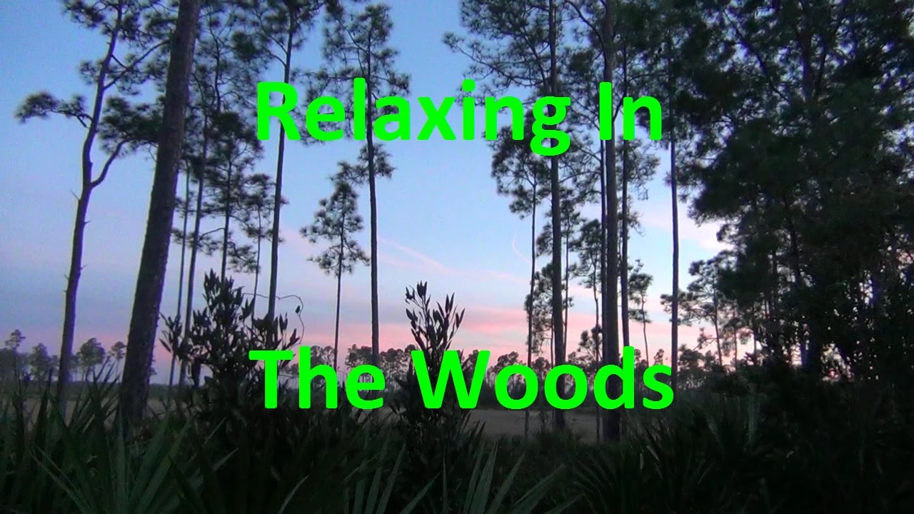 Van Life: Boondocking in the Ocala National Forest