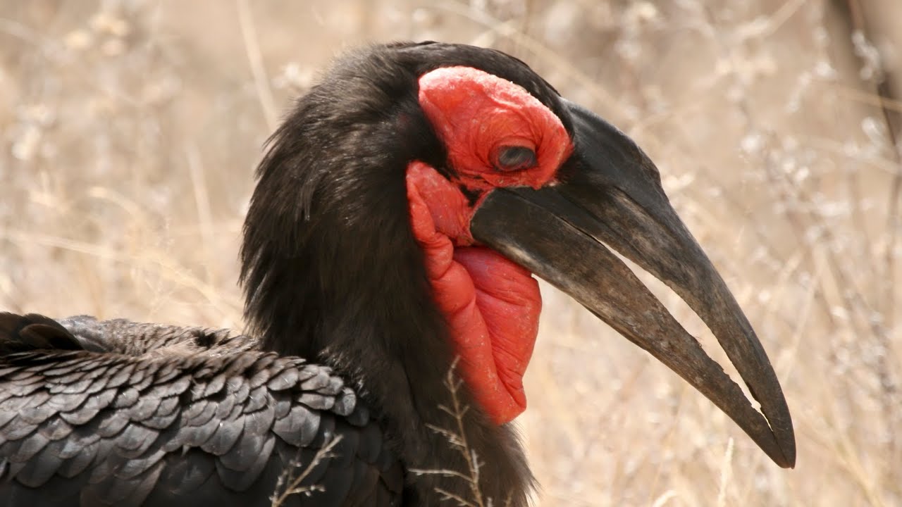 Southern Ground-Hornbill call / sound