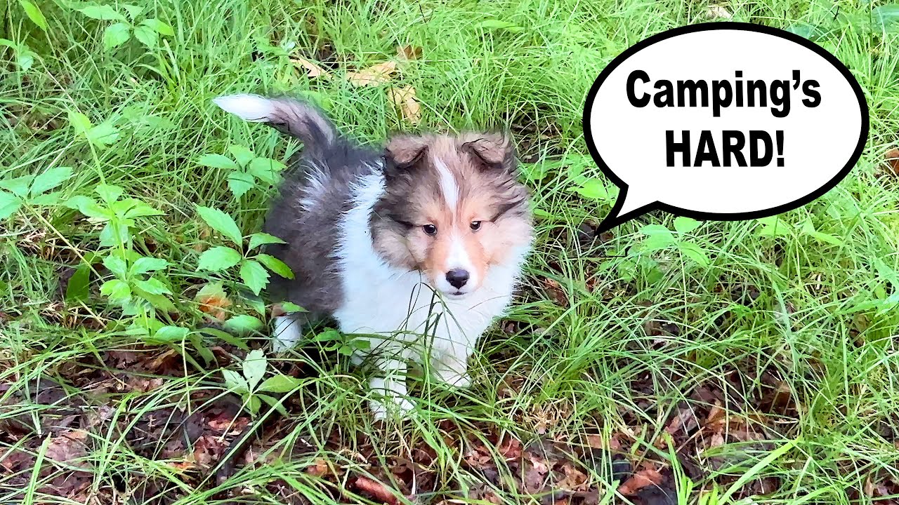 Baby Kevin goes Camping? ⛺️🐶 a sheltie's puppy adventure!