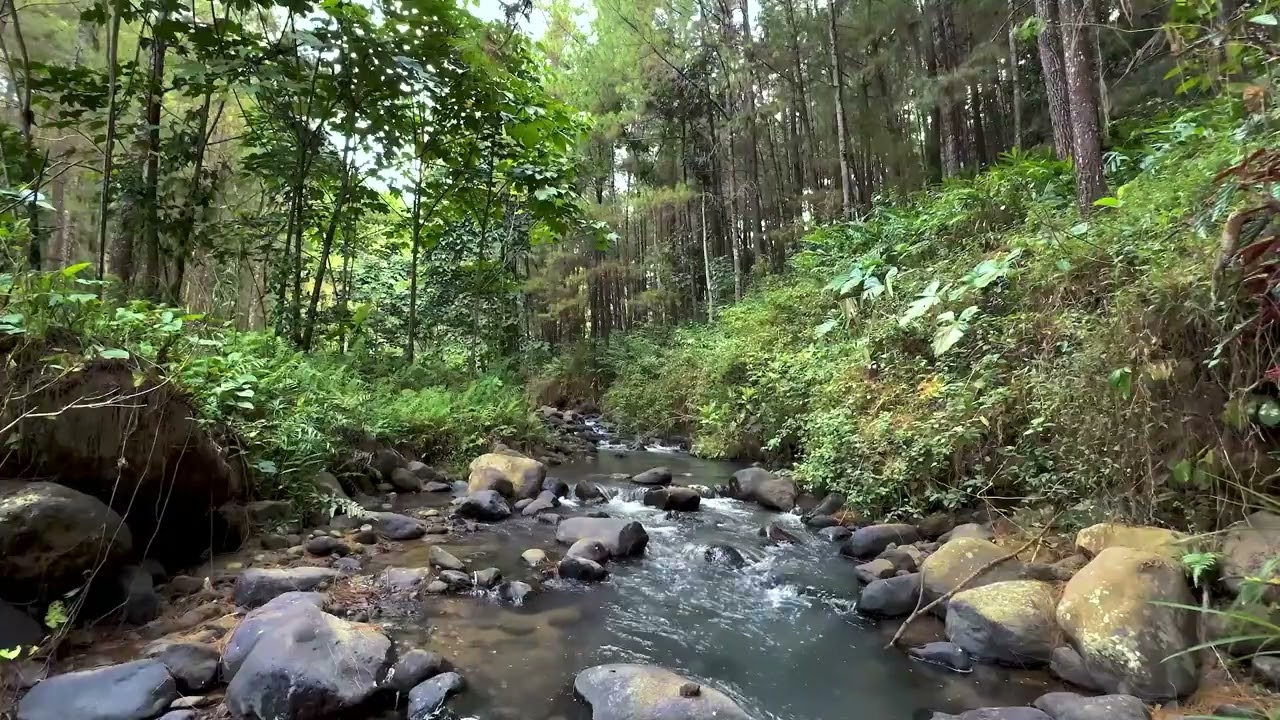 Escape the Noise: Immerse Yourself in This Tranquil Forest Scenery