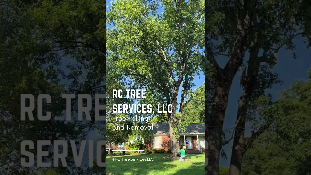 Shorts - Tree Felling and Removal #treeremoval #huntsville #treeservice #treecare