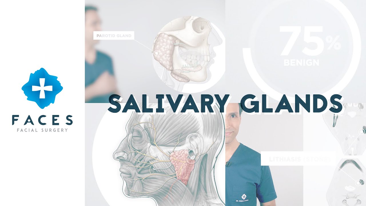 Salivary glands