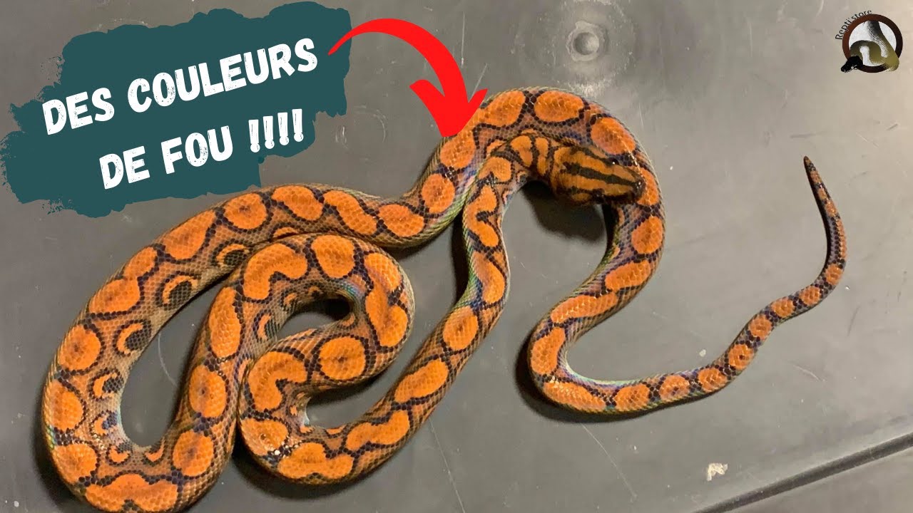 [ BONUS ] Mon plus BEAU serpent !!! EPICRATES CENCHRIA !!!!!
