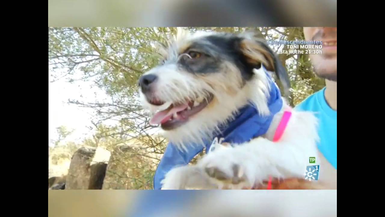 Beneficios psicol&oacute;gicos de los animales de compa&ntilde;&iacute;a