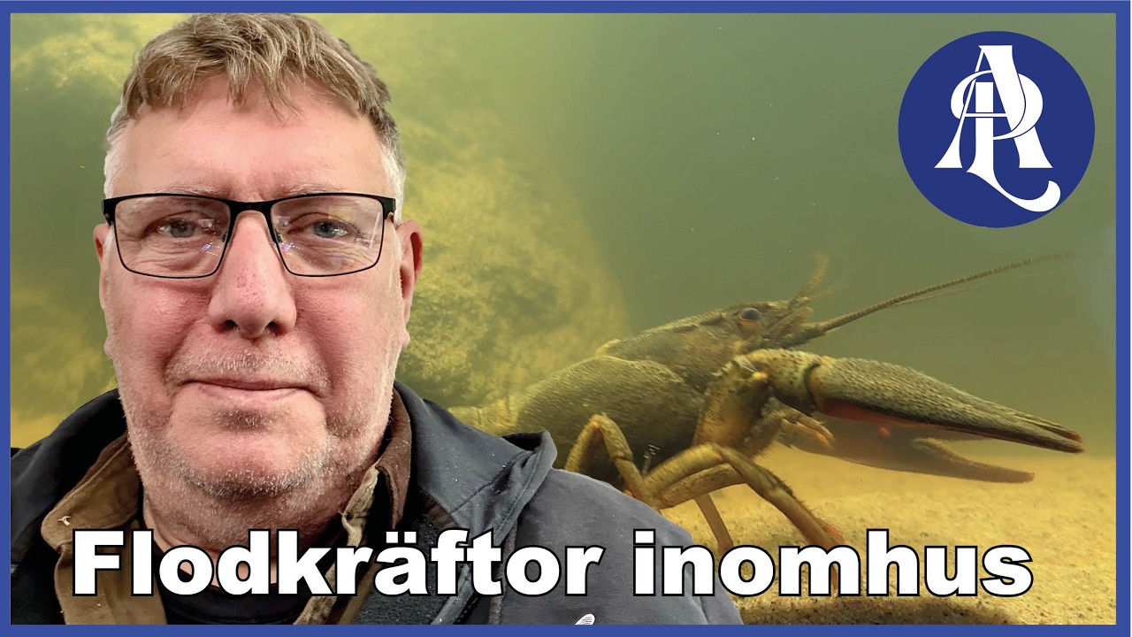 Flodkräftor i akvarium – flyttar dammen inomhus