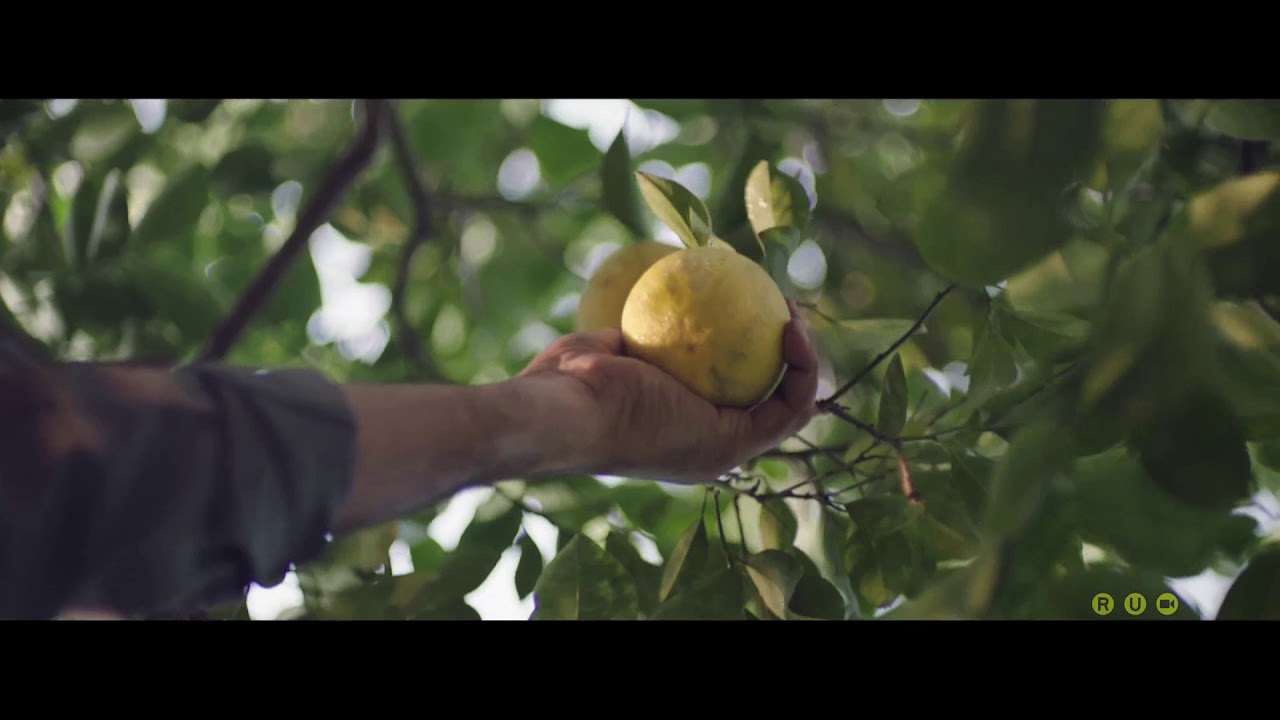 MINUTE MAID : PULPY MOSAMBI (2017)