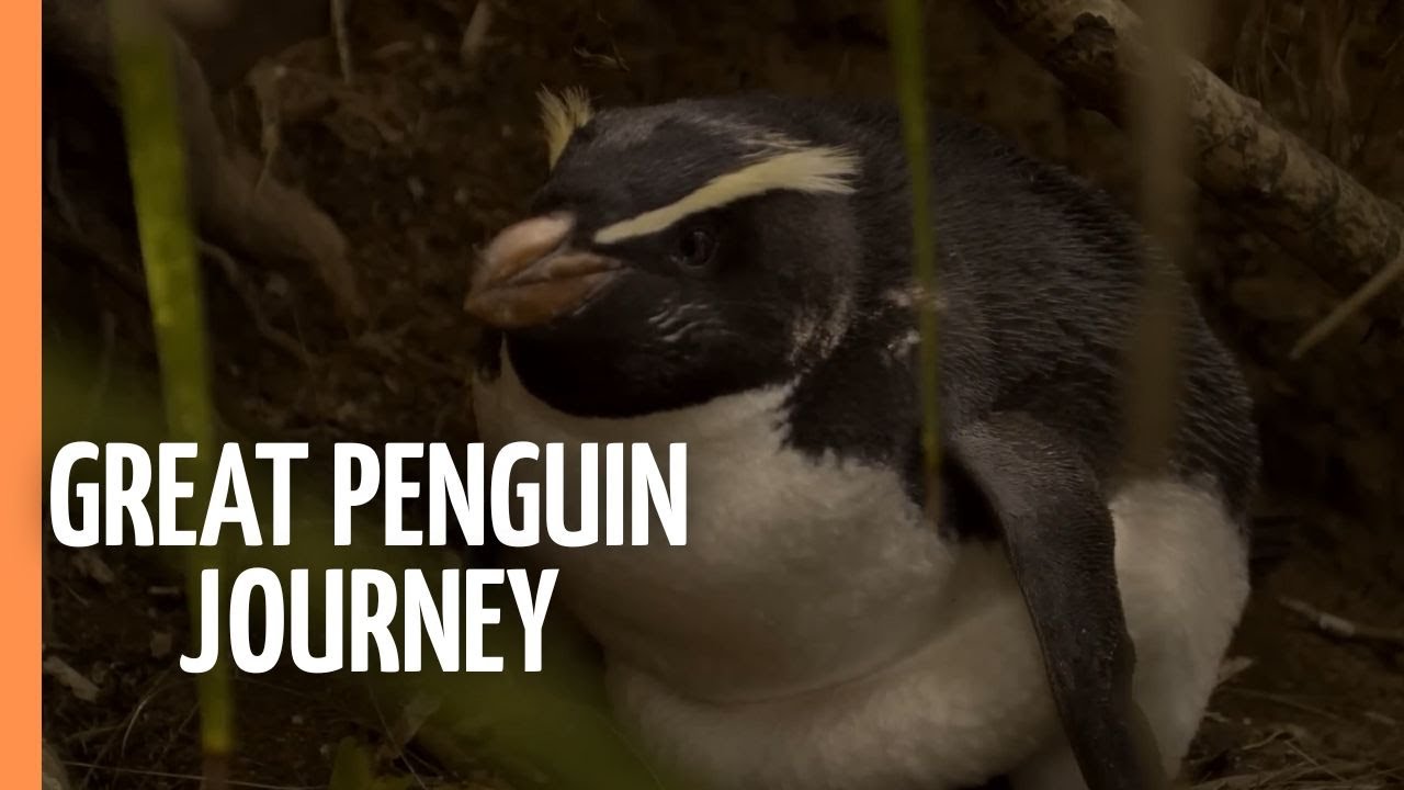 The Great Penguin Journey -  Love and Survival in the South | Full Documentary