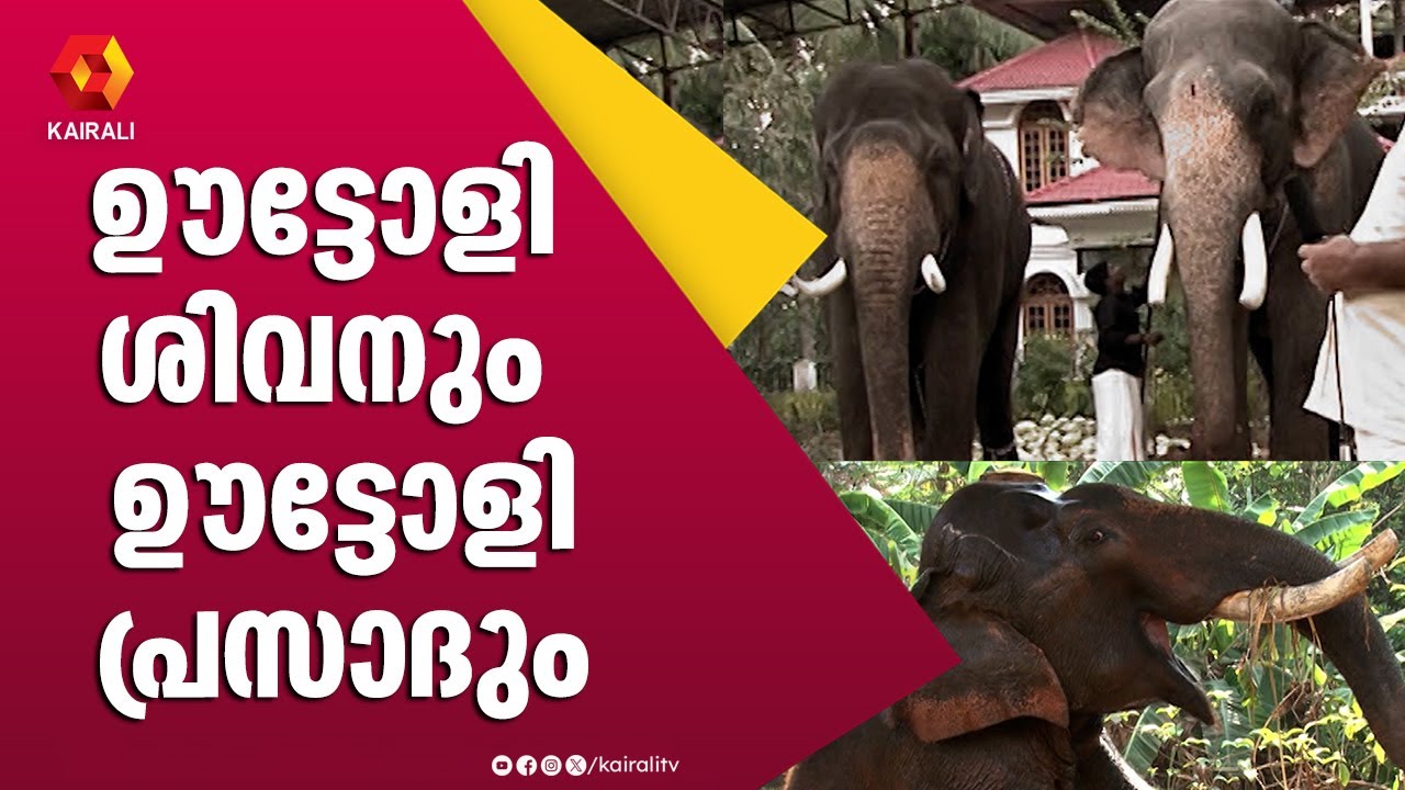 ശാന്തസ്വരൂപനായ ഊട്ടോളി ശിവൻ| ഊട്ടോളി പ്രസാദ് | ഊട്ടോളി ശിവൻ | ഗജലോകം | ആനച്ചൂര് | E4Elephant