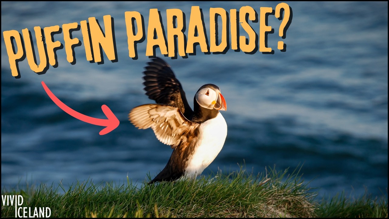 Puffin Paradise - Close Encounters with Iceland’s CUTEST Birds at Dyrhólaey