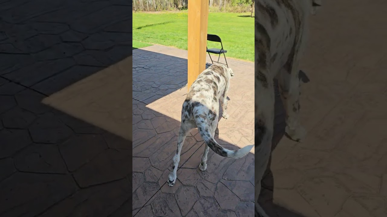 Big Great Dane loves baby great dane!