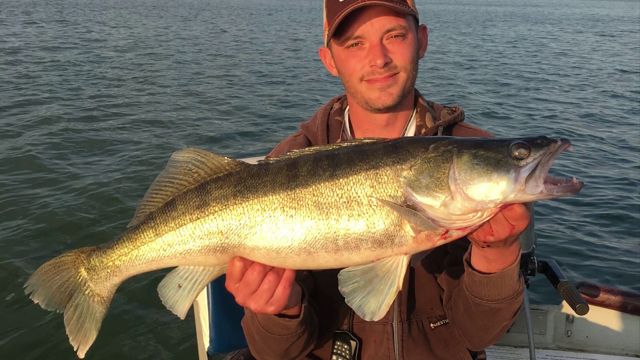 Casting For Zander  #lurefishing #zanderfishing #zanderfishinguk