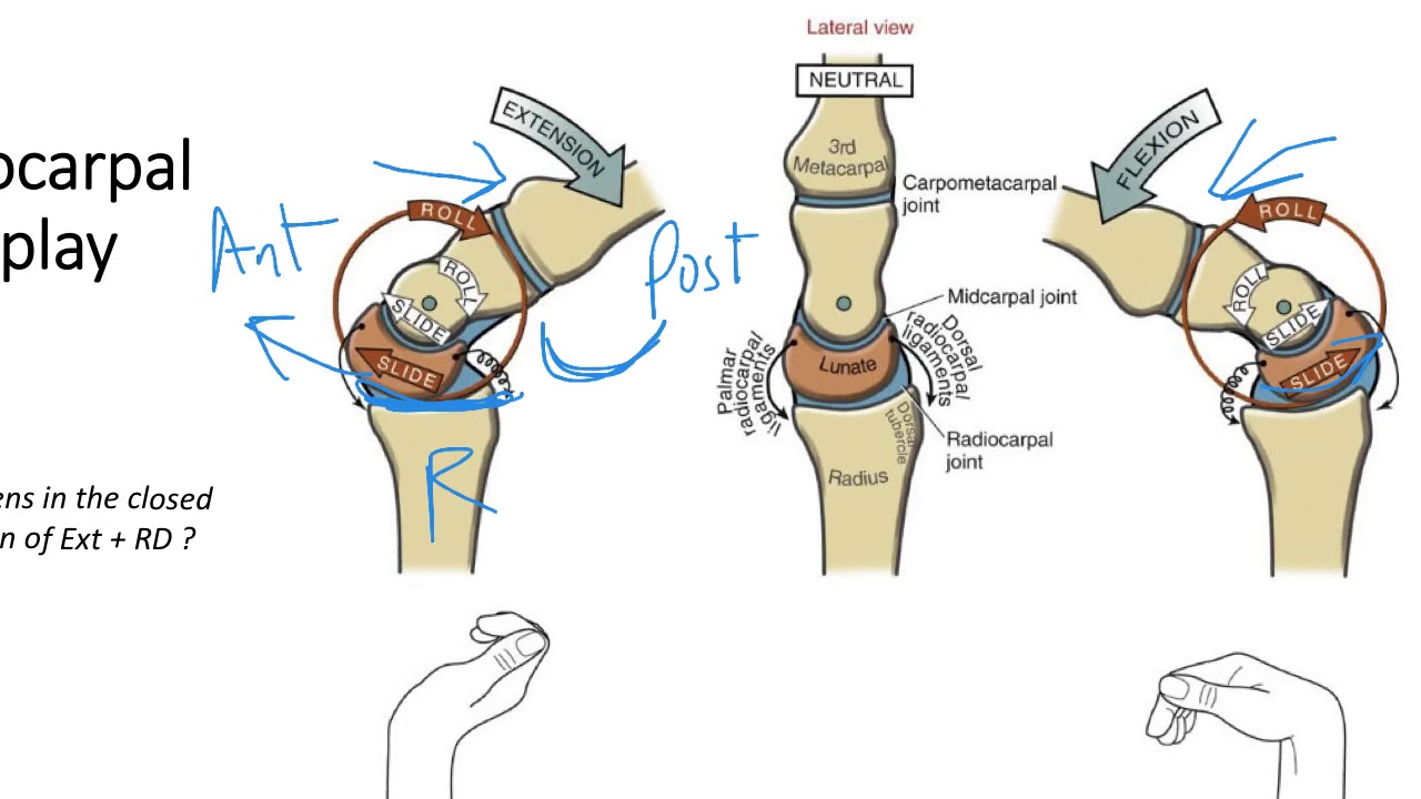 Kines Wrist - Part 2 ligaments