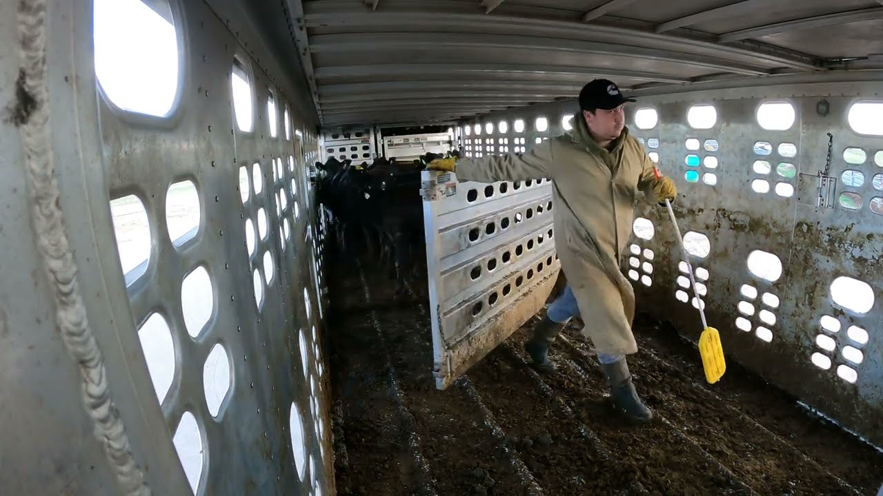 420 pound Heifer’s, nice and easy | Livestock Unloading