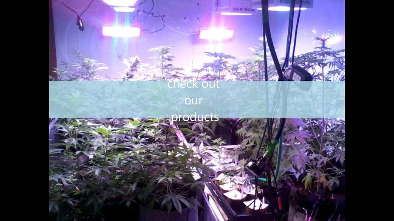 1200 watt 11 band led grow light blow the competition away!