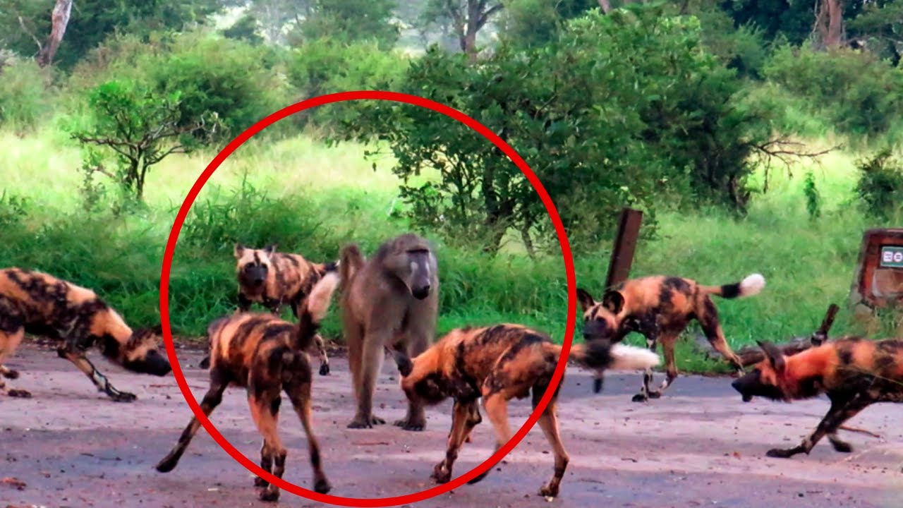 Ultimate Predator Face-Off: Wild Dog Pack Takes on Solo Baboon - Kruger National Park Showdown!