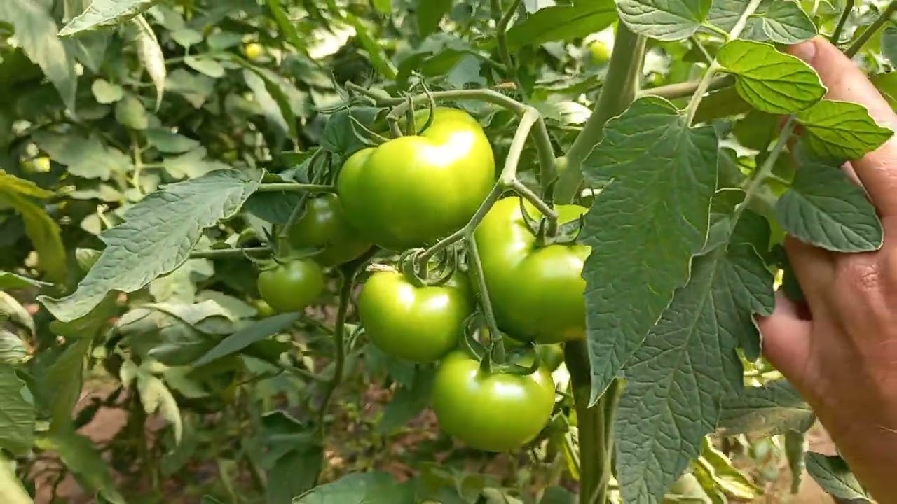 Let's see how the tomato is pollinated with leaf blower
