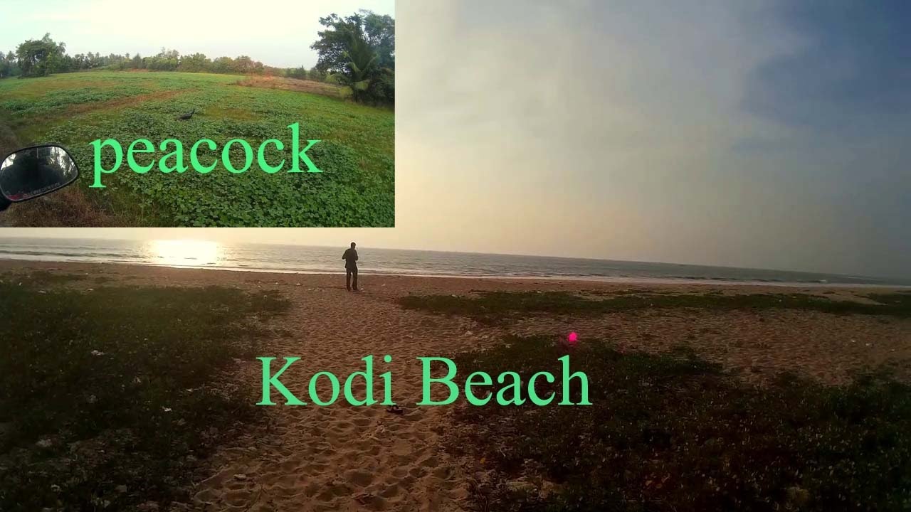 kodi beach | kundapura | spotting peacocks, many of 'em