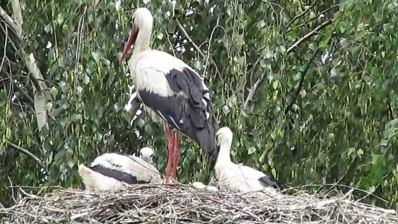 2013.06.23 Gandras girdo jauniklius / White stork gives the water to juveniles