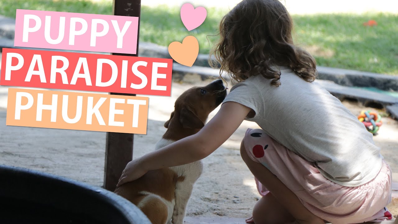 Dog Lovers Dream | Soi Dog and Splash Jungle Water Park | Phuket Thailand