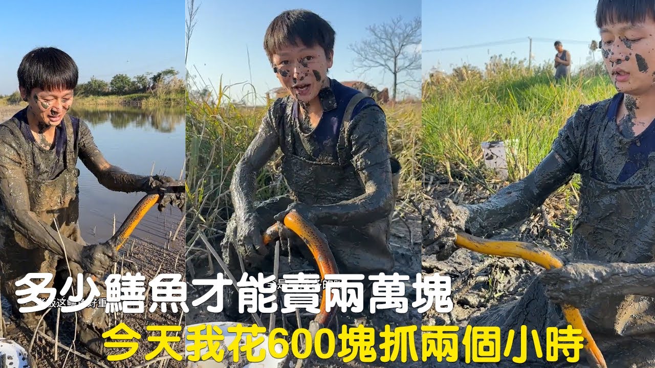 多少鱔魚才能賣兩萬塊啊，今天我花600塊抓兩個小時看看能不能上岸！#viralvideo #捕魚