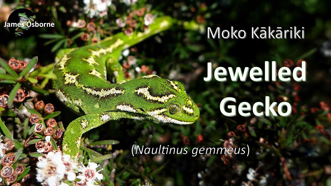 Jewelled Gecko (Naultinus gemmeus) - moko kākāriki 綠寶石守宮