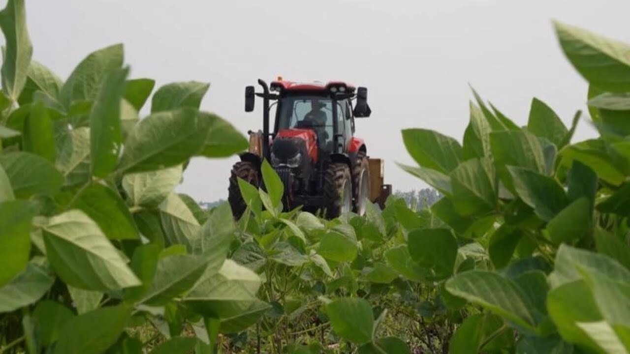 Agriculture : le Canada se tourne vers l'édition génomique des semences • FRANCE 24