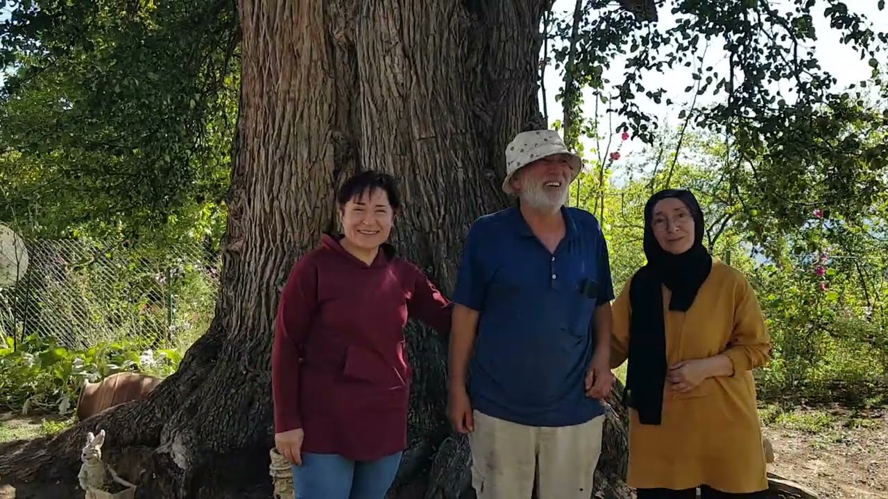 Dünyanın ikinci en büyük çaplı ve yaşlı Armut ağacı-second largest pear tree, #monumentaltree