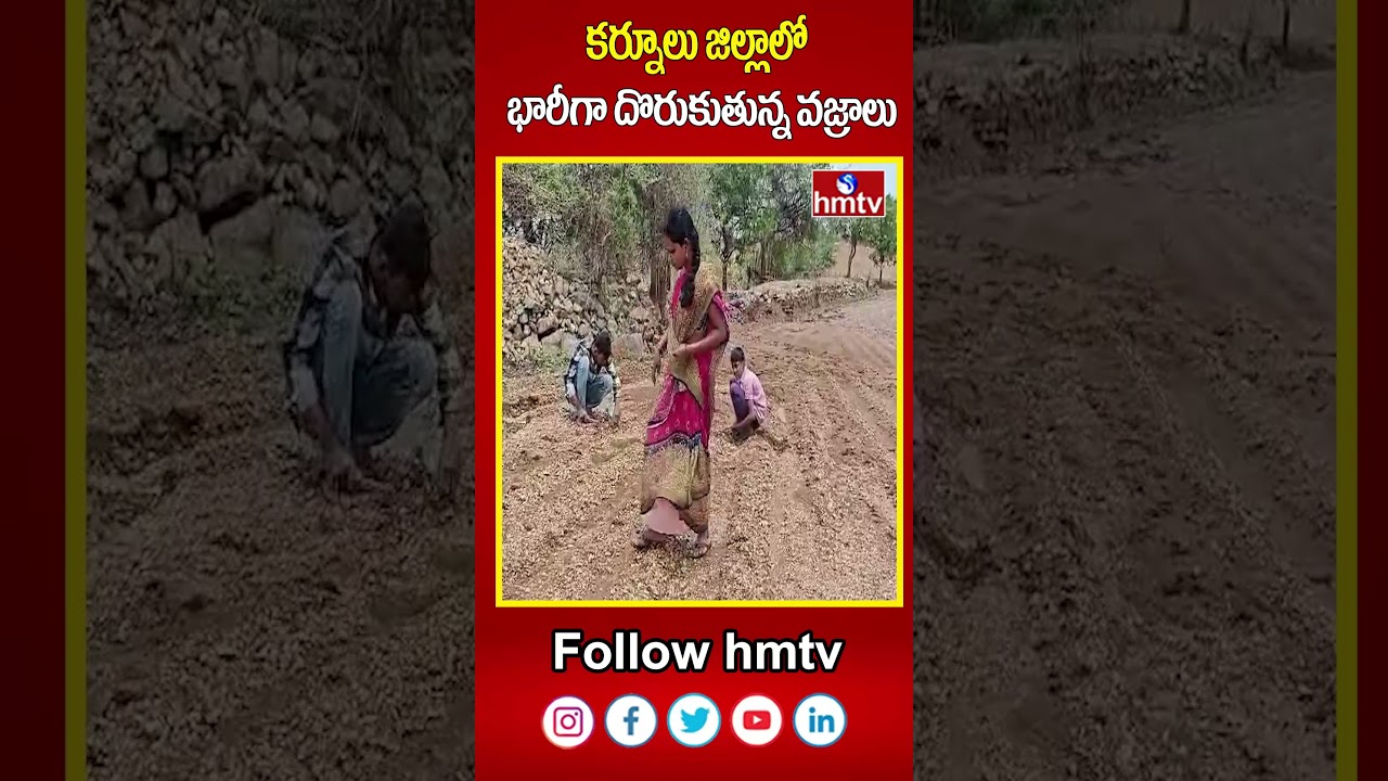 కర్నూలు జిల్లాలో భారీగా దొరుకుతున్న వజ్రాలు | Diamonds Hunt In Kurnool District | hmtv