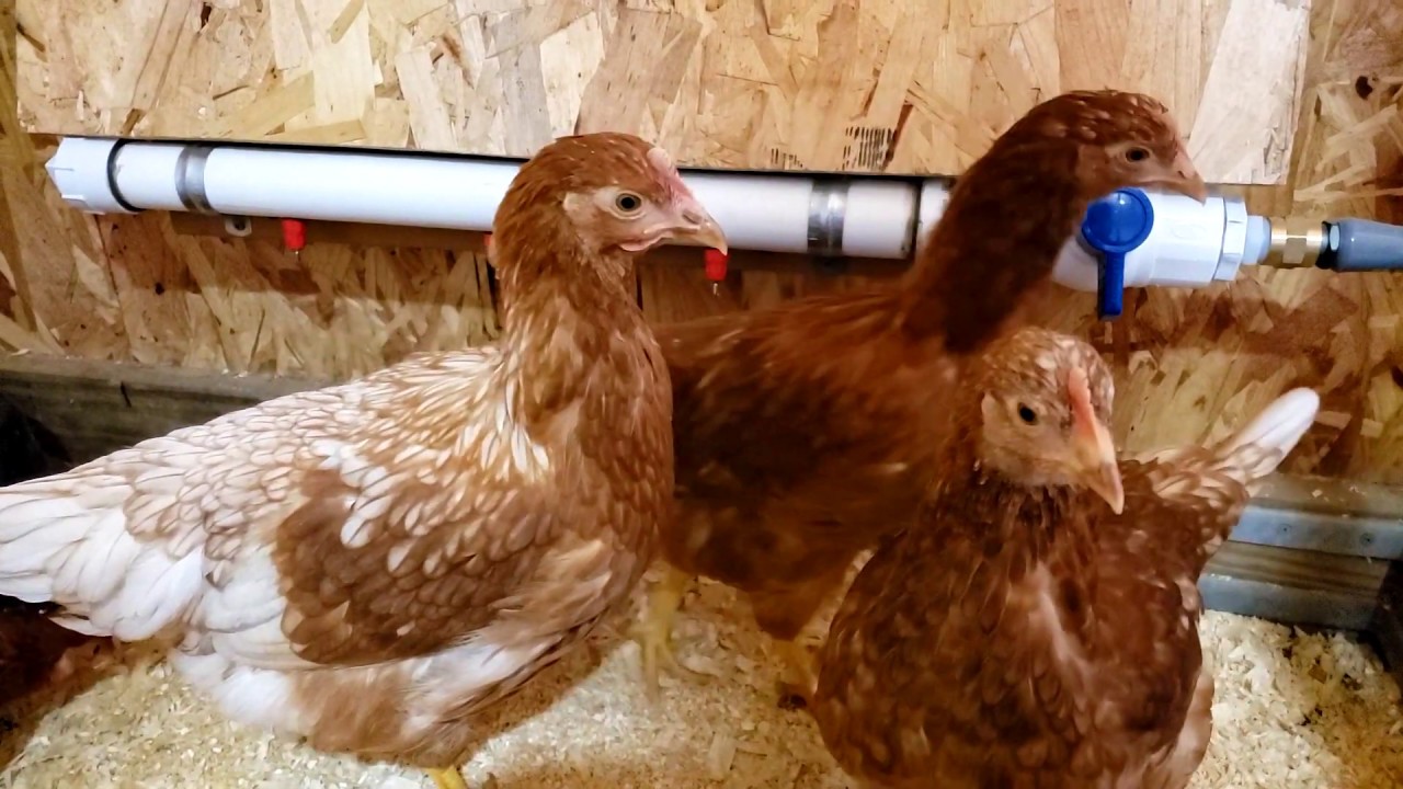 Only DIY Fully Automatic CHICKEN WATERER You Will Ever Make