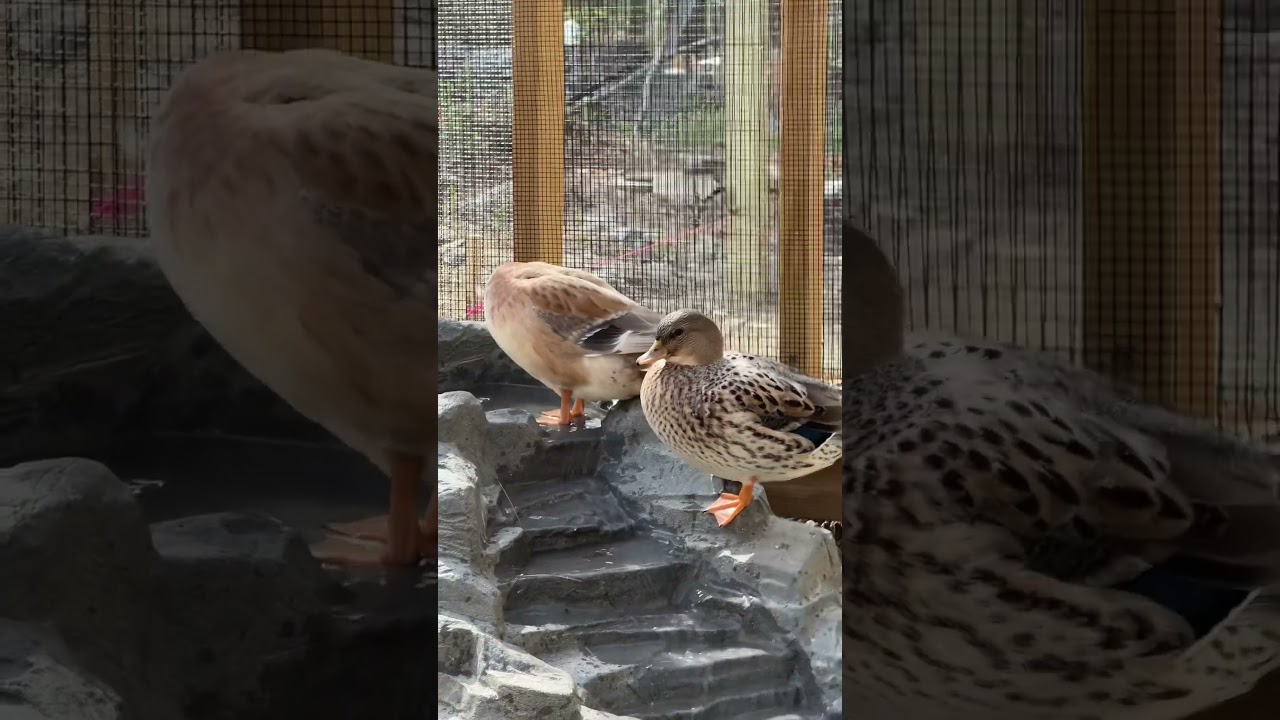 What&rsquo;s your favorite duck breed?🦆 #Ducks #DunkinDucks #CallDucks #EastIndie #Farm #Pets #Shorts