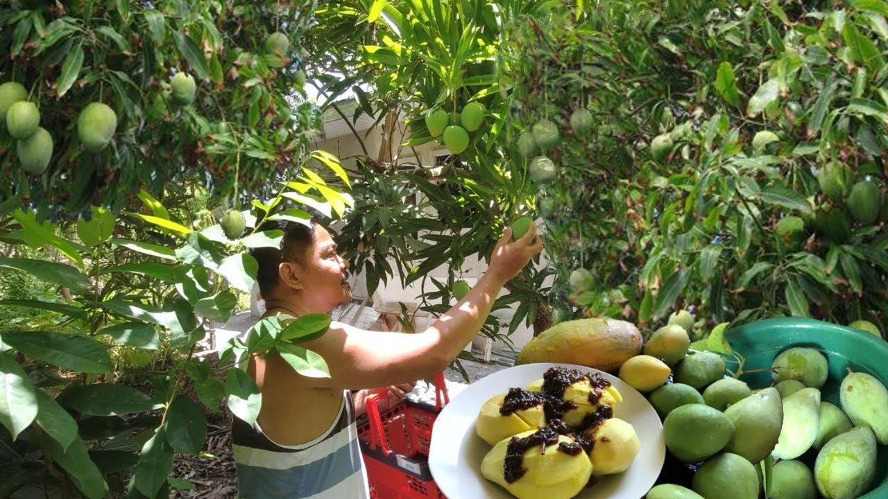 MANGGA AT BAGOONG !!! BUHAY PROBISNYA! FROM GARDEN TO TABLE! FILIPINO FOOD. MUKBANG! BUHAY BUKID!