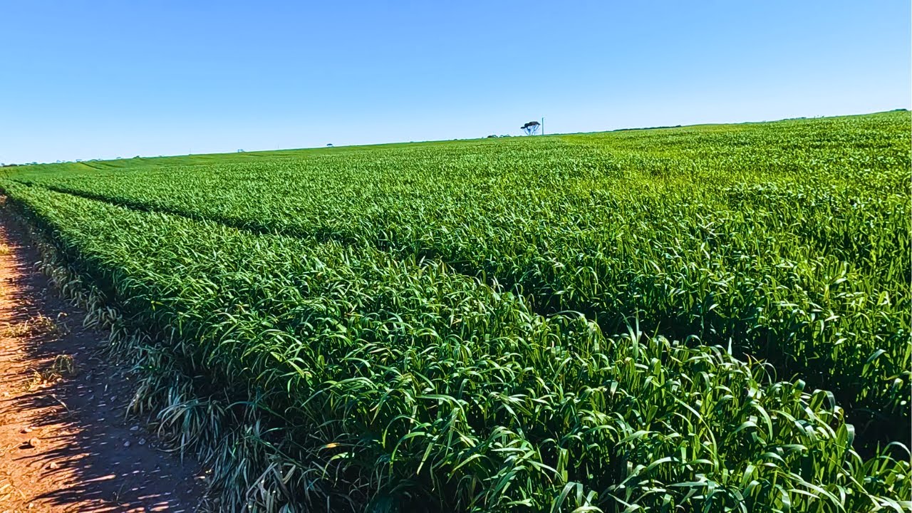 Checking Out Some Of South Australia's Best Wheat Crops + Did Someone Say Grain Marketing?